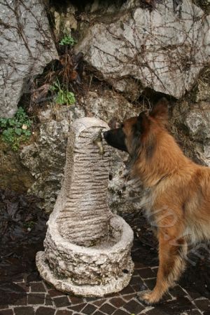 Bild 19: hundefreundliche Haus Giulia mit eingezäunten Garten am LedroseeOberitalien