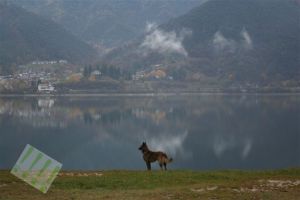 Bild 21: hundefreundliche Haus Giulia mit eingezäunten Garten am LedroseeOberitalien