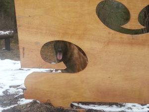 Bild 27: Villa Nini mit eingez. Garten, Pool am Ledrosee für Urlaub mit dem Hund