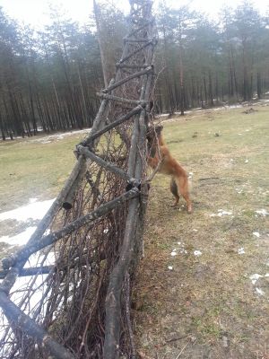 Bild 29: Villa Nini mit eingez. Garten, Pool am Ledrosee für Urlaub mit dem Hund