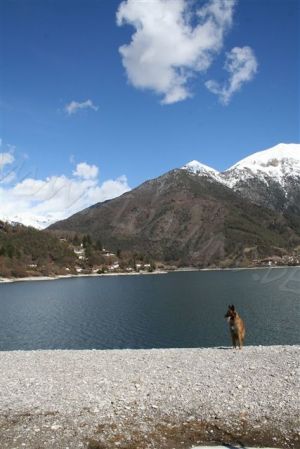 Bild 24: Villa Federica direkt am See, eingez. Garten. Hunde herzlich willkommen