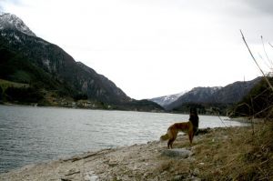 Bild 18: Villa Federica direkt am See, eingez. Garten. Hunde herzlich willkommen