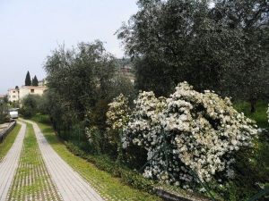 Bild 7: Ferienhaus Laura in Malcesine in einem 2500 m² großen Olivenhain