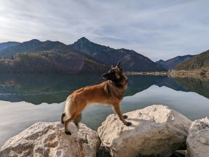 Hunde sind herzlich willkommen.