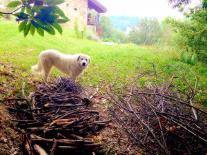 Urlaub in Süd-Piemont mit dem Hund