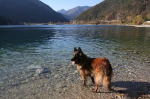 Bild 24: Ferienwohnung Valentina mit eingezäunte Terrasse am Ledrosee