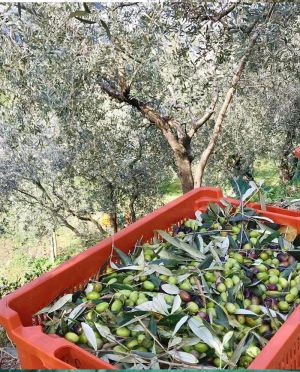 Bild 16: Komfortable Ferienwohnung im Cascina Carai am Iseo See mit schönem Seeblick
